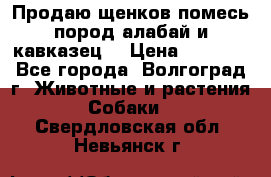 Продаю щенков помесь пород алабай и кавказец. › Цена ­ 1 500 - Все города, Волгоград г. Животные и растения » Собаки   . Свердловская обл.,Невьянск г.